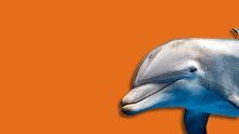 A dolphin overlayed on an orange background.