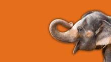 An elephant overlayed on an orange background.