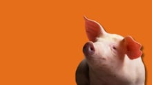 A pig overlayed on an orange background.