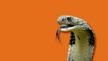 A snake overlayed on an orange background.