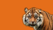 A tiger overlayed on an orange background.