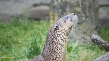 Cedrick looks up, fur wet. Credit: Buffalo Zoo