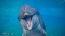 Dottie opens her mouth, facing out of a tank. Credit: SeaWorld San Diego