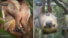 Dustin and Sammy featured separately in their enclosures, both upside down. Credit: Brevard Zoo