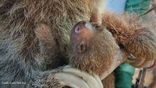 Baby sloth clings to their mother. Credit: Como Park Zoo