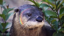Kai with a rainbow glow from the camera. Credit: Sacramento Zoo