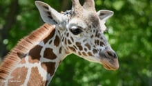 Nguvu the giraffe. Credit: Detroit Zoo