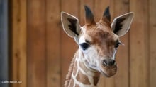 Okidi, a giraffe calf, looks towards the camera. Credit: Detroit Zoo