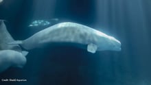 Peekachu the Beluga. Credit: Shedd Aquarium