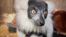 Venus the ruffed lemur. Credit: Panama City Beach Zoo