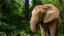 Mundi the elephant