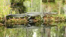 An alligator resting on a log in a swamp.