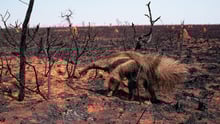 An anteater relaxing amongst the torched remains of a wildfire.