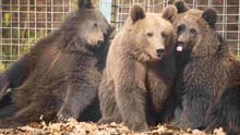 Three bears hanging out together on the ground.