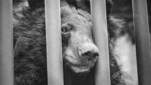 Bear in a cage, black and white image.