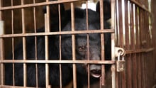 Bear in cage.