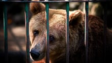 Bear in cage.