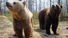Bears Cristi and Lydia at sanctuary.