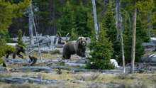 Two grizzly bears amongst trees in a park.