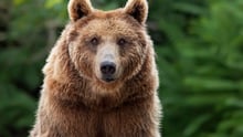 A brown grizzly bear in the wild looking at the camera.