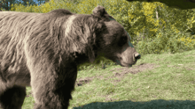 A bear at Libearty bear sanctuary in Romania.