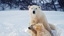 Polar bear and polar bear cubs.