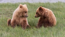 Two baby bears looking at each other sitting in the grass.