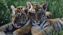 Two baby tiger cubs resting together in the grass.