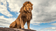 A lion in the wild looking majestic.