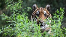 A tiger peering at the camera from behind some bushes.