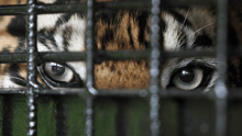 A close-up of a tiger's eyes who is kept captive in a cage.