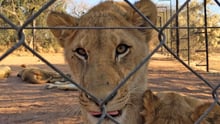 A lioness behind a fenced in area.