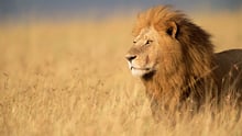 A lion in the wild.