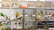 Shelves of birds in cages in a pet store.