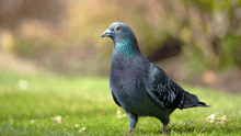 A pigeon in the sun in the grass.