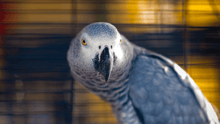 An African Grey parrot in a cage looking at the camera.