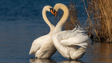 Two swans resting their necks on each other to form a heart shape.