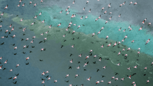 A collection of birds in migration, flying over a lake.