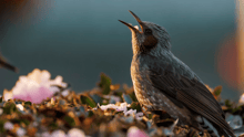 A bird singing in the wild.