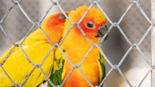 Two birds nuzzling each other in a cage.