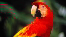 A red parrot resting on a branch in the wild, gazing at the camera.