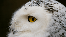 A close-up shot of a snowy owl.