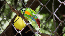 A toucan in a cage at a zoo.