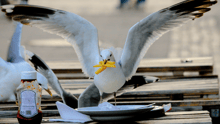 A seagull stealing french fries.