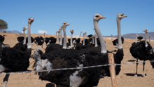 Ostriches on an ostrich farm in South Africa.
