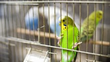 Parakeet in a cage.
