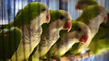 Quaker parakeets in a cage.