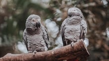 Two parrots perched on a branch.