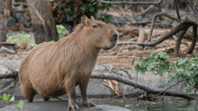 A capybara standing on a rock in a stream.