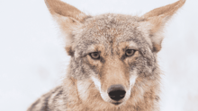 A coyote in the grasses of San Francisco, California, looking at the camera.
